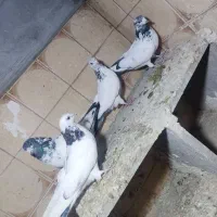 چهارتا تهرانی پرشتی|پرنده|بروجرد, |دیوار