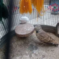 قناری، دهن زن، سهره قناری، و مرغ محلی، معاوضه|پرنده|شیراز, کوشک میدان|دیوار