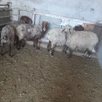 میش و بز|حیوانات مزرعه|مرودشت, رامجرد یک|دیوار