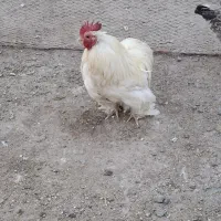 خروس کوشین مرغ گلین
