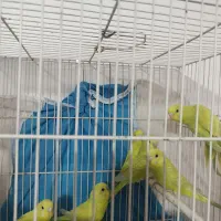 مرغ عشق