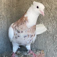 کبوتر طوقی نر