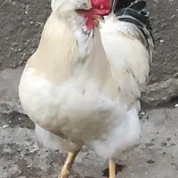 خروس زینتی سلطان|حیوانات مزرعه|چالوس, |دیوار