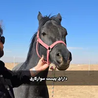 باغ ۵۰۰ و ۷۵۰ و۱۰۰۰ متری با سند نقد اقساط|فروش زمین و ملک کلنگی|شاهین‌شهر, گرگاب|دیوار