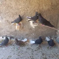 ۷ عدد اشعل نر و ماده اهواز