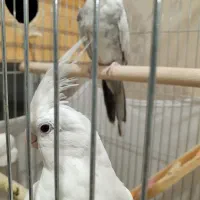 عروس هلندی البینو مولد|پرنده|نسیمشهر, |دیوار