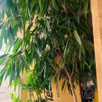 بنجامین امستر نمایشگاهی زیر قیمت|گل و گیاه طبیعی|کرج, باغستان|دیوار