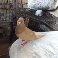 زرد دم سفید