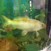 ماهی کوی بزرگ