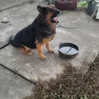 ژرمن ورک فروشی بچه هاش|سگ|نوشهر, |دیوار