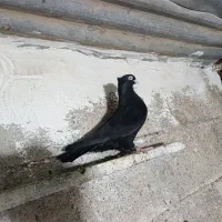 سیاه آبادانی و سبز آبادانی