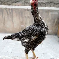 مرغ لاری کوکو ۷ ماهه