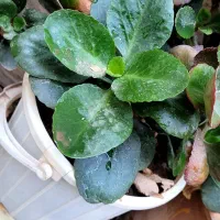 گلهای آپارتمانیگ|گل و گیاه طبیعی|سبزوار, امام خمینی (ناوی)|دیوار