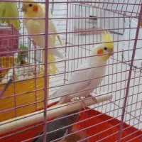 عروس هلندی سخنگو نروماده لوتینو سینامون مرواریدی|پرنده|محمدشهر, شهرک چمران|دیوار