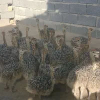 جوجه شترمرغ مزرعه