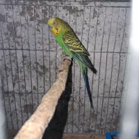 مرغ عشق روی جوجه|پرنده|سیرجان, |دیوار