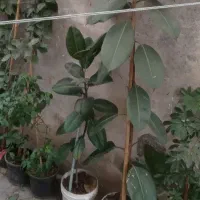 سیکاس بزرگ بالای ۳۰سال|گل و گیاه طبیعی|رشت, تازه آباد|دیوار