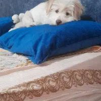 اشتیپز پامر