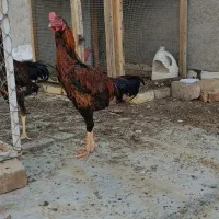 خروس لاری