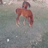 کره اسب