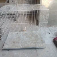 قفس