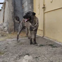 واگذاری سگ|سگ|قوچان, |دیوار