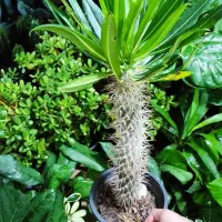 گل و گیاه مهران تخفیف ویژه روز مادر|گل و گیاه طبیعی|بیرجند, |دیوار