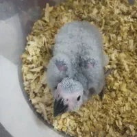 ..جوجه کاسکو طوطی