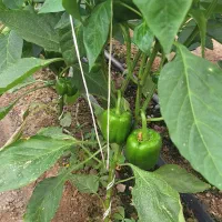 ۲نفر نیروی کار در گلخانه گشویئه رودان|استخدام خدمات فروشگاه و رستوران|رودان, |دیوار