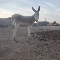 با سلام فروش ۲راس کره خر نر آروم و اصیل|حیوانات مزرعه|مرودشت, رودبال|دیوار