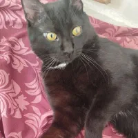 واگذاری گربه رایگان