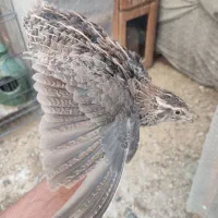 خروس سیبرایت رنگ سیلوروبلدرچین بالغ تخم گذارگوشتی|حیوانات مزرعه|تهران, امام زاده حسن|دیوار