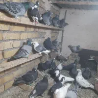 کفتر|پرنده|تایباد, |دیوار