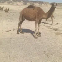شتر شیری