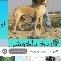 سگ سرابی