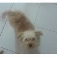 سگ شیتزو گمشده