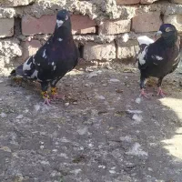 شتری|پرنده|زاهدان, |دیوار