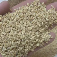 خرید گندم نقدی