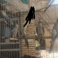 عروس هلندی