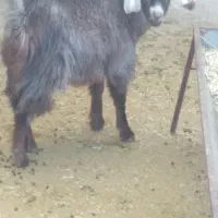 بزغاله ماده ریز قلم