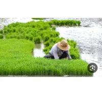 نشا برنج درجه یک شهرستان صحنه