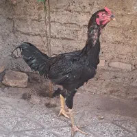 خروس لاری افغان|حیوانات مزرعه|گنبد کاووس, |دیوار