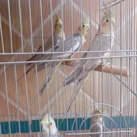 عروس هلندی قیمت مناسب یکی دیگه مونده