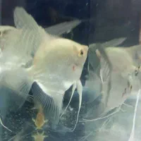 ماهی|ماهی|نیشابور, شهرک بهداری|دیوار