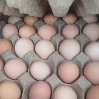 تخم مرغ بومی محلی