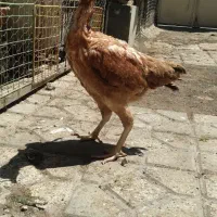 مرغ و خروس لاری