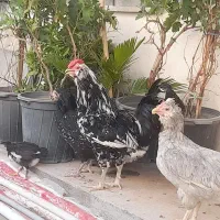 مرغ و خروس گلین لری چهلتاج ریش|حیوانات مزرعه|تهران, ارم|دیوار