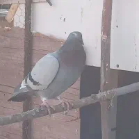 کبوترمسافتی