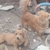 فروش حیوان خانگی