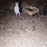 کفتر|پرنده|عطاملک, |دیوار